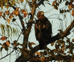 Buteo jamaicensis