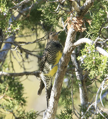 Sphyrapicus thyroideus