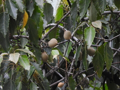 Aleurites moluccanus