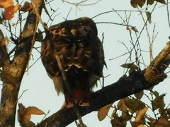 Buteo jamaicensis