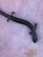Batrachoseps nigriventris