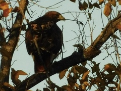 Buteo jamaicensis