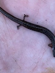 Batrachoseps nigriventris