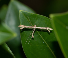 Amblyptilia