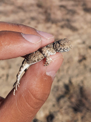 Phrynocephalus helioscopus