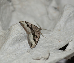 Xanthorhoe semifissata