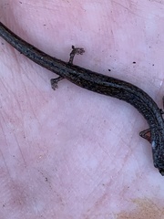 Batrachoseps nigriventris