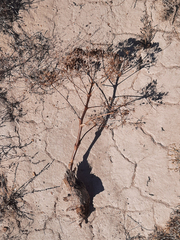 Ferula