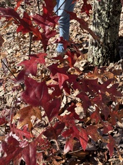 Quercus georgiana