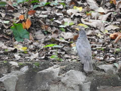 Turdus mandarinus