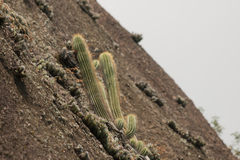 Coleocephalocereus fluminensis