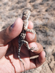 Phrynocephalus helioscopus