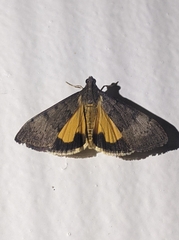 Uresiphita ornithopteralis