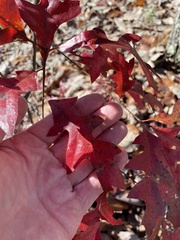 Quercus georgiana