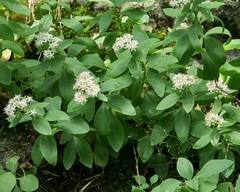 Hylotelephium telephioides