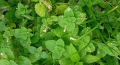 Stemodia verticillata