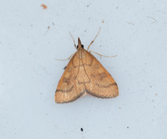 Mnesictena flavidalis