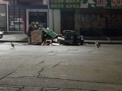 Nycticorax nycticorax