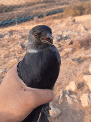 Corvus monedula soemmerringii
