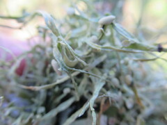 Ramalina
