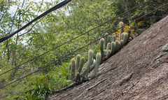 Coleocephalocereus fluminensis
