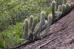Coleocephalocereus fluminensis