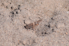 Trimerotropis pallidipennis