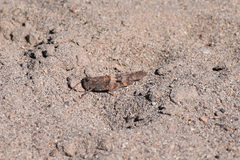 Trimerotropis pallidipennis