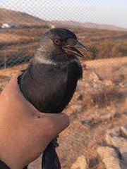 Corvus monedula soemmerringii
