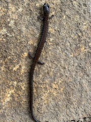 Batrachoseps nigriventris