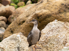 Phalacrocorax punctatus punctatus