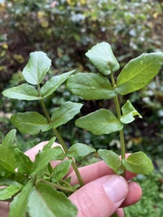 Nasturtium officinale