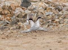 Sterna striata striata