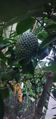 Annona muricata