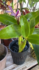 Cattleya trianae