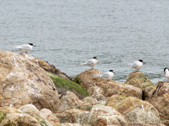 Sterna striata striata