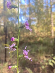 Liatris microcephala
