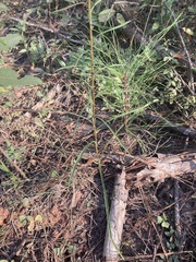 Liatris microcephala