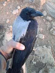 Corvus cornix sharpii