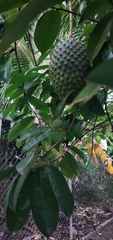 Annona muricata