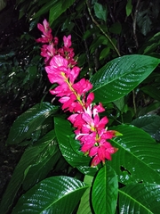Megaskepasma