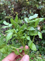 Nasturtium officinale