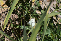 Pieris rapae rapae