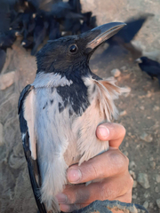 Corvus cornix sharpii