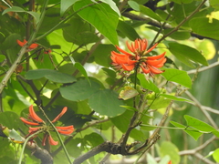 Erythrina variegata