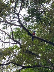 Trogon massena
