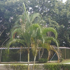 Dypsis lutescens