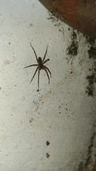 Dolomedes