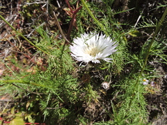 Plectocephalus chilensis