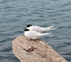 Sterna striata striata